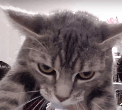 a close up of a cat 's face with a yellow eye