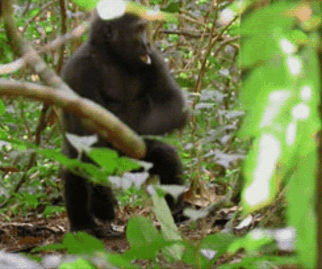 Gorilla Smacking GIF - Gorilla Smacking Angry GIFs