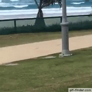 [PokeCommunity.com] Reply with a GIF
