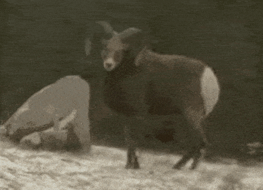 a bighorn sheep is standing on top of a snow covered hill in the woods .