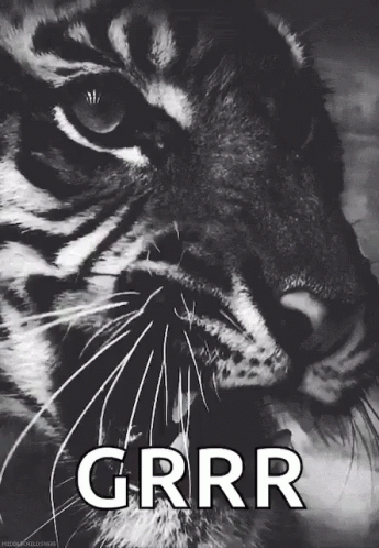 Tiger Meow GIF - Tiger Meow Grr GIFs