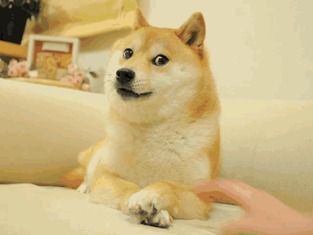 a dog laying on a couch with a person 's hand on its paw