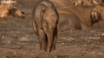 Scratch Elephant GIF - Scratch Elephant GIFs