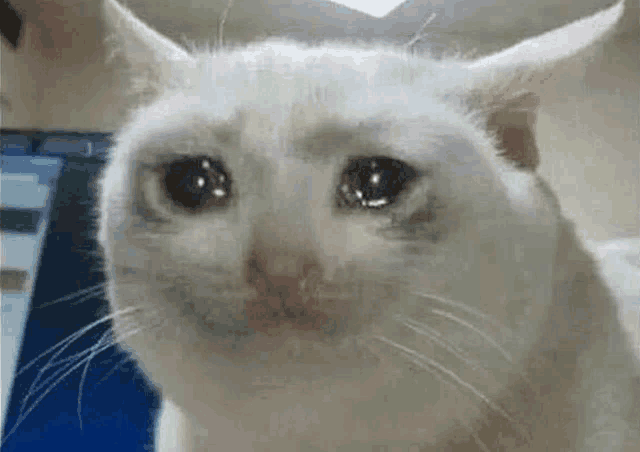a white cat is crying and looking at the camera with tears running down its face .