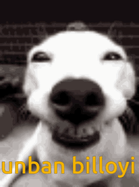 a close up of a dog 's face with the words urban billoy written in yellow