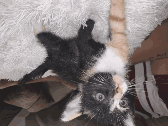 a black and white kitten laying on a white blanket