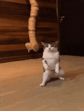 a cat is standing on its hind legs in a room with a wooden wall behind it .