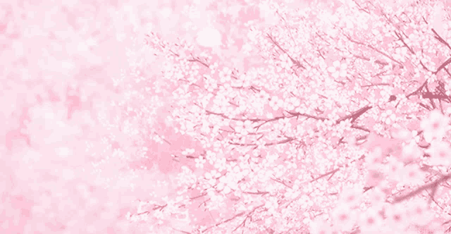 a pink background with cherry blossoms on a tree