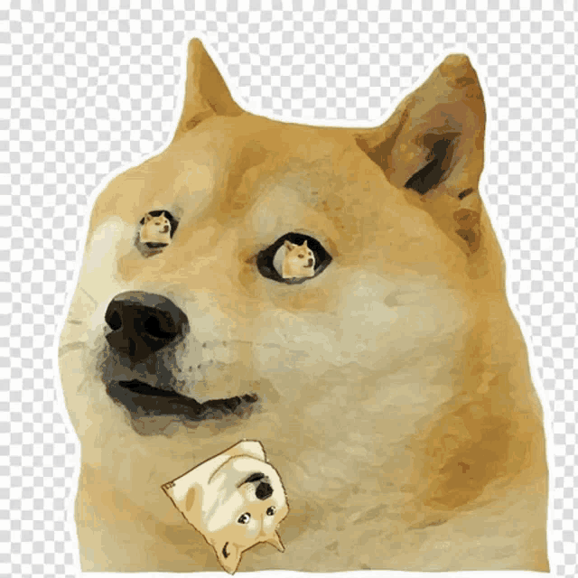 a doge with a reflection of another doge in his eyes