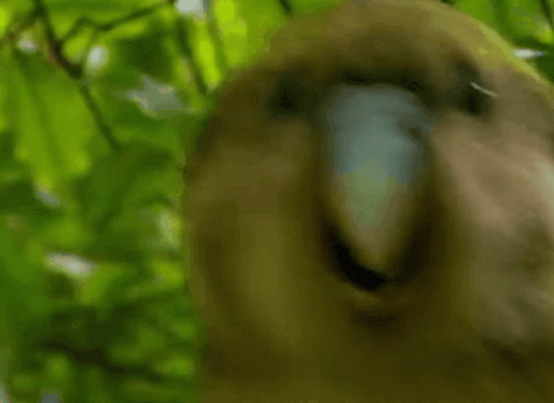 Parrot Happy GIF - Parrot Happy Mating GIFs