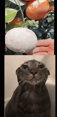 Wet Silly GIF - Wet Silly Cat GIFs