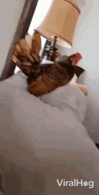 a turkey is laying on a bed next to a lamp .