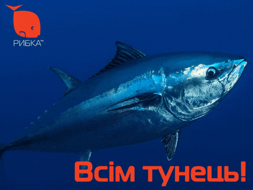 a blue fish is swimming in the ocean with the words " всем тунець " below it