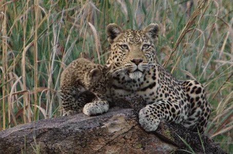 Cheetah Cub Snuggles GIF - Leopard Savage Kingdom Mother And Cub GIFs