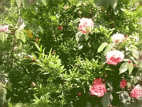Roses Pink GIF - Roses Pink Nature GIFs