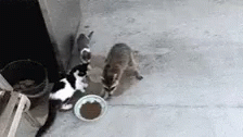 Raccoon Steal GIF - Raccoon Steal Steal Food GIFs