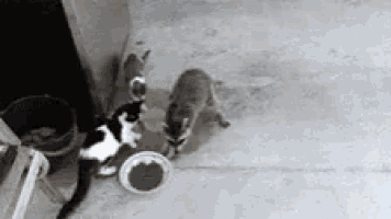 two cats and a raccoon are eating from a bowl .