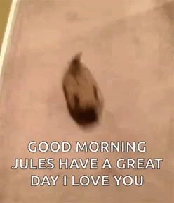 Good Morning Jules Dogs GIF - Good Morning Jules Dogs Run GIFs