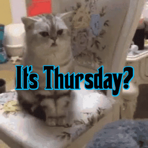 Thursday Its Thrusday GIF - Thursday Its Thrusday Fun Animals GIFs
