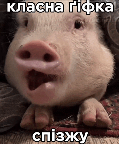 a close up of a pig with a caption in a foreign language that says ' klacha rifka '