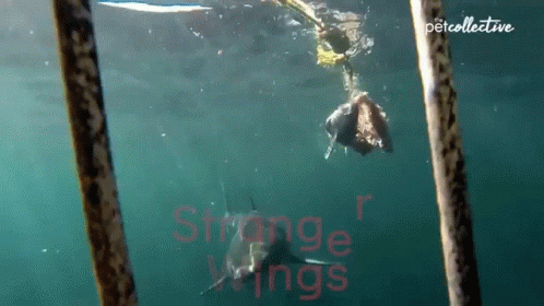 Shark Tank Swimming GIF - Shark Tank Swimming Fly By GIFs