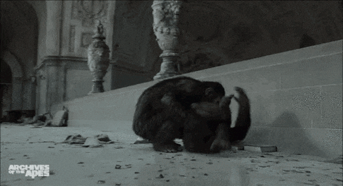 a black and white photo of two chimpanzees sitting on a wall .
