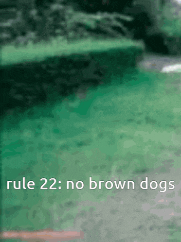 rule 22 : no brown dogs