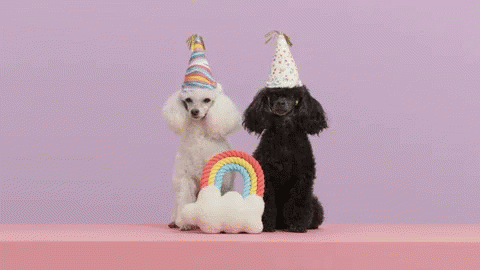 Holiday Puddle GIF - Holiday Puddle Puppy GIFs