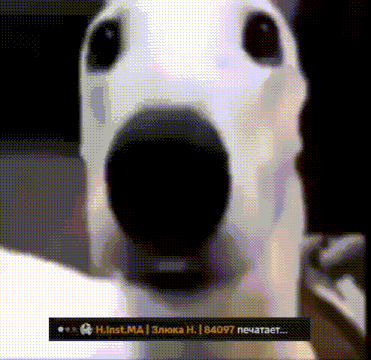 a close up of a dog 's face with a watermark that says " h.inst.ma "