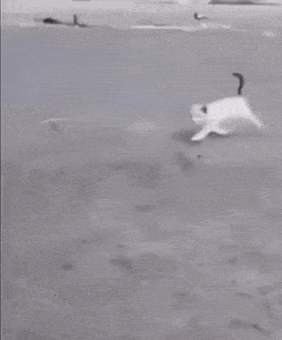 Cat Cat Bump GIF - Cat Cat Bump Cat Run GIFs