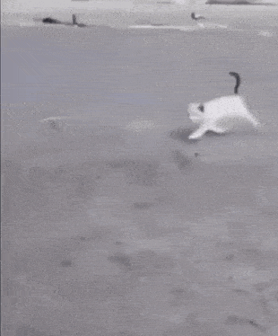 a white cat is walking on a sidewalk next to a fence .