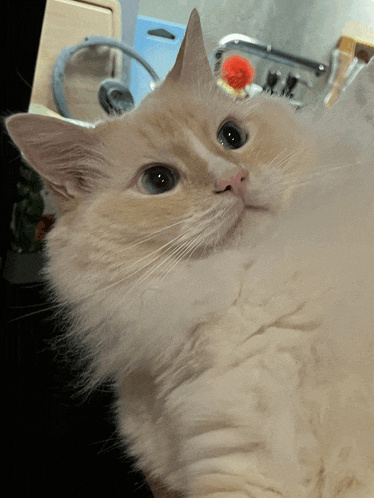 a close up of a fluffy white cat looking up