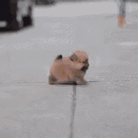 Cute Overload GIF - Cute Overload Puppy GIFs