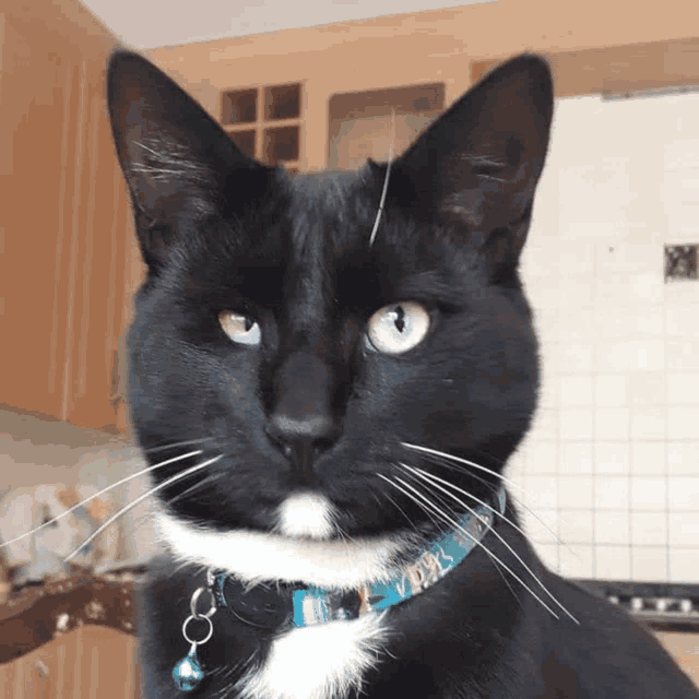 a black and white cat wearing a blue collar with a bell