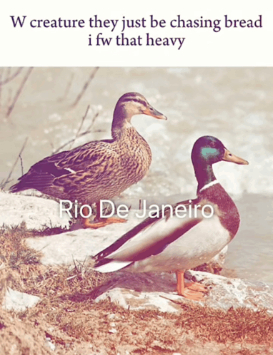 two ducks standing next to each other with a caption that says rio de janeiro