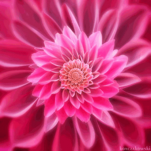 Flower Floral GIF - Flower Floral Pink Flower GIFs