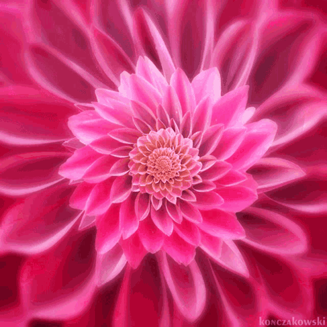 a close up of a pink flower with the name konczakowski on the bottom right