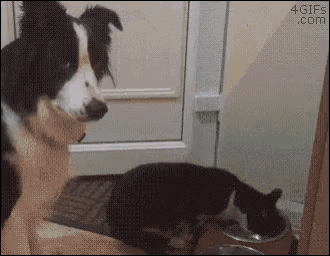Cat Dog GIF - Cat Dog Eat GIFs