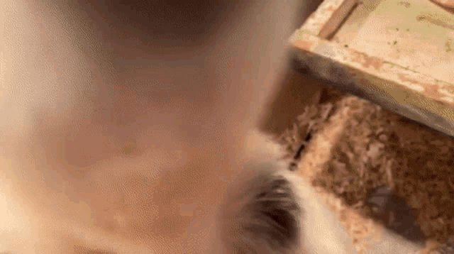 a close up of a hamster in a cage with shavings on the floor .