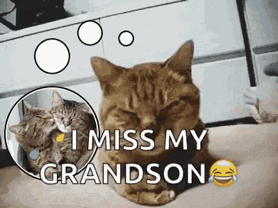I Miss My Grandson Sad Cat GIF - I Miss My Grandson Sad Cat Sorrow GIFs