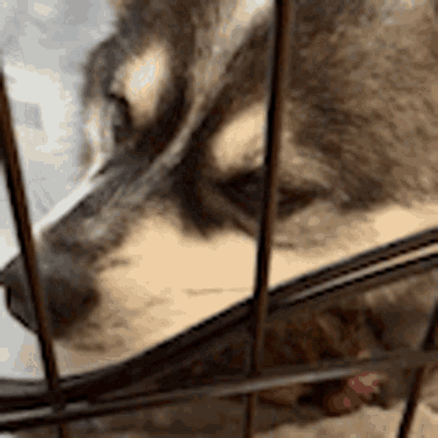 a close up of a dog behind a cage looking out the window .
