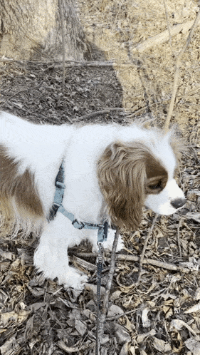 a brown and white dog wearing a blue harness is walking on a leash