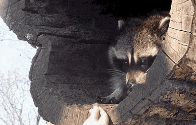 Raccoon Food GIF - Raccoon Food Grabbing GIFs