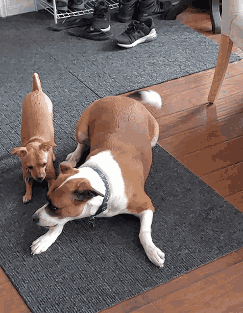 a brown and white dog laying on a black rug