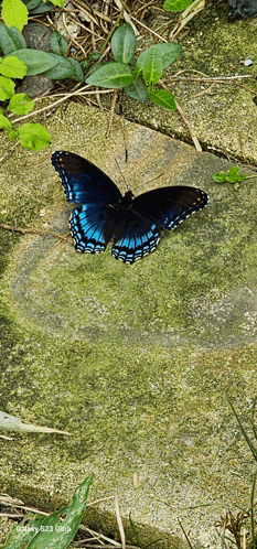 a blue and black butterfly is sitting on a mossy surface