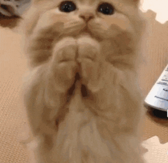 a cat is sitting on its hind legs and praying with its paws folded in front of a remote control .