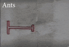 ants are crawling on a concrete wall with a red t drawn on it .
