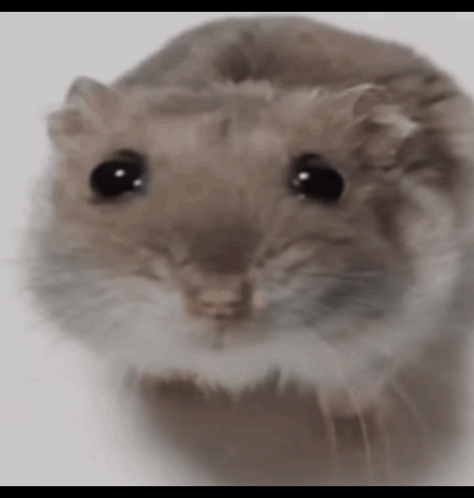 Sad Hamster Sad Hamster Meme GIF - Sad Hamster Hamster Sad Hamster Meme GIFs