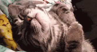 Dreaming GIF - Cat Cats Sleep GIFs