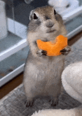 a chipmunk is eating a slice of carrot .